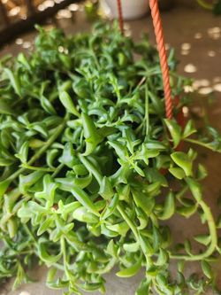 string of dolphin succulent