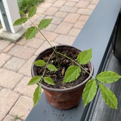 Purple Wisteria plant