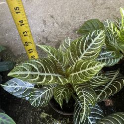 6” pot Full/lush Super Healthy Exotic Indoor Plant, Zebra Plant; 95820
