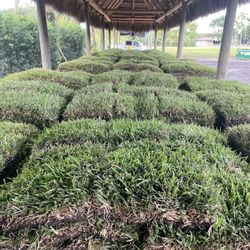 St Augustine $145.00