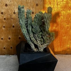 Cereus Peruvianus Monstrose/ Monstrose Apple Cactus