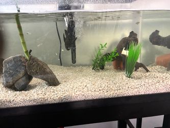 Fish Tank