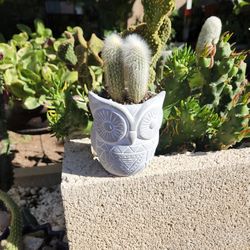 Cactus In A Owl Pot