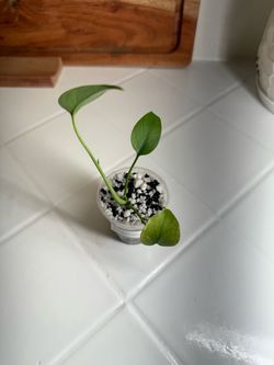 Monstera Devil Monster Grade A