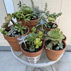 Succulent Arrangements 