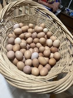 Fresh Eggs
