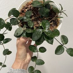 Hoya Mathilde Plant 