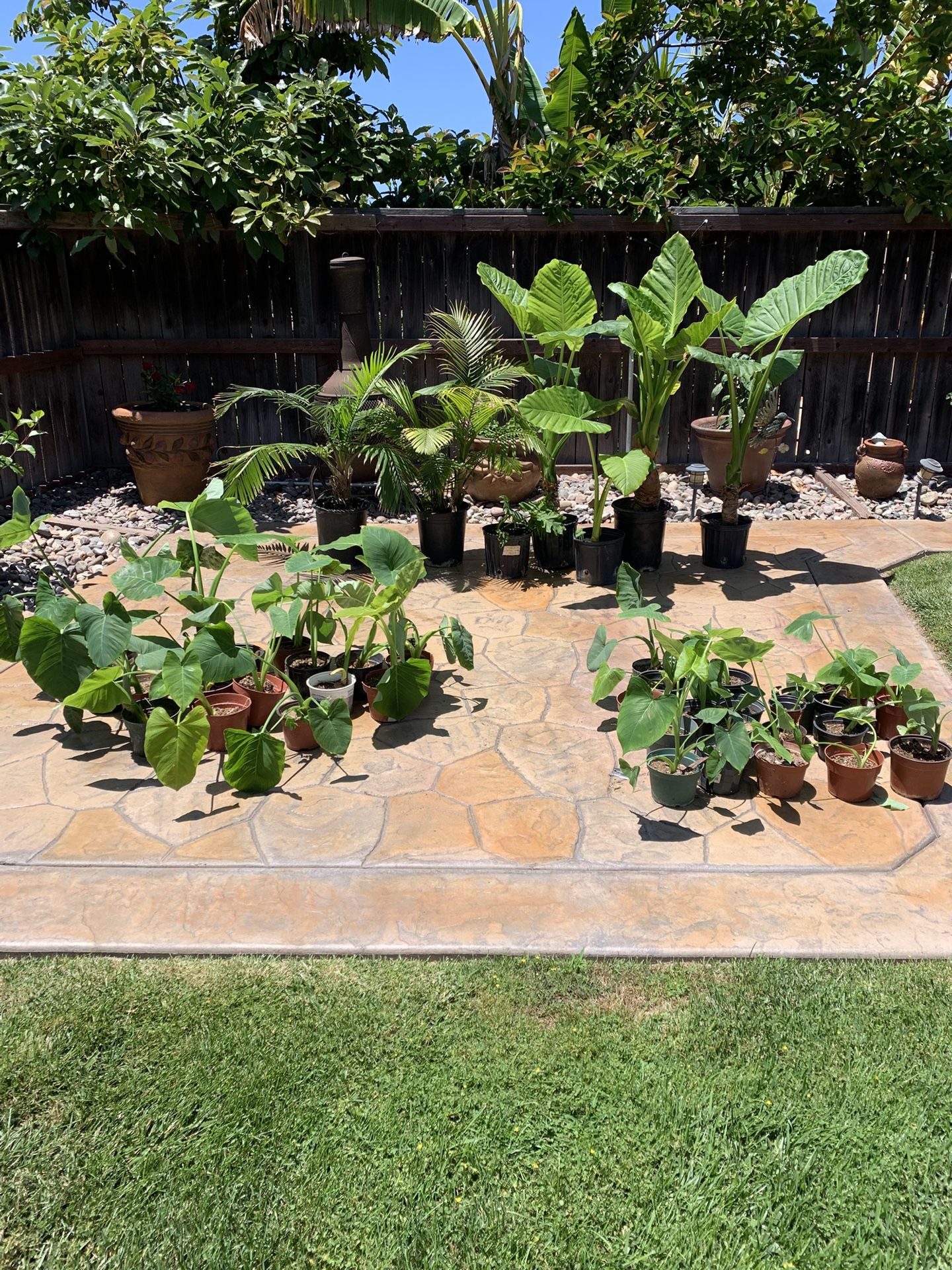 Patio Plants