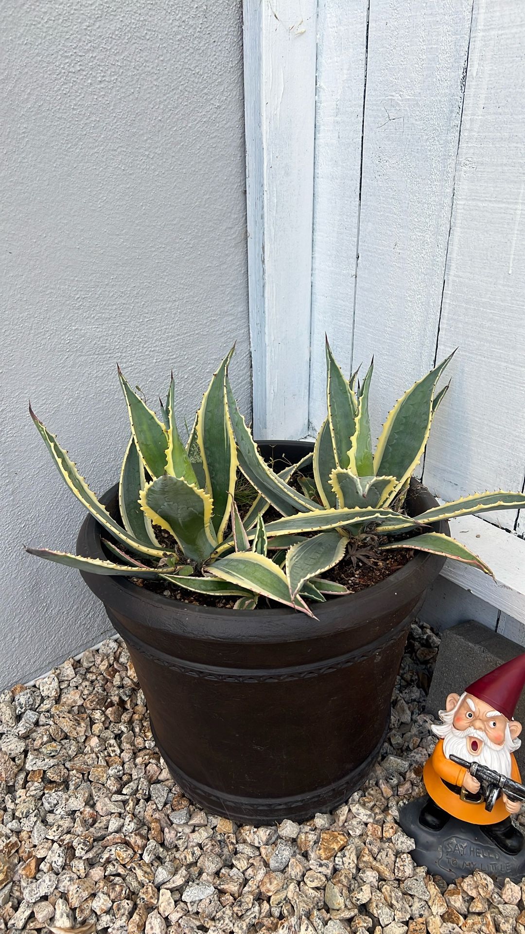 American Agave Succulent