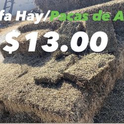 Alfalfa (Rain Damage) Not For Horses