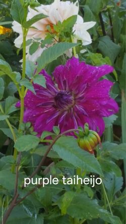 Dahlia Plants Purple Taijha $5 each