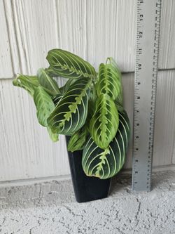 Lemon Lime Maranta Plant
