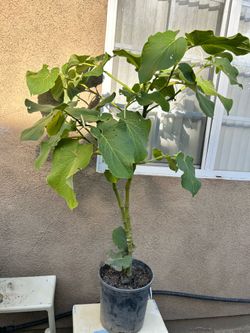 Hoja de Santa