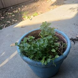 Mint Plant In Clay Pot $5