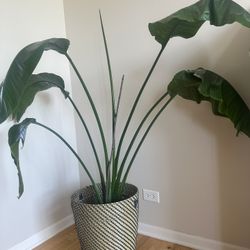 Indoor Plant 