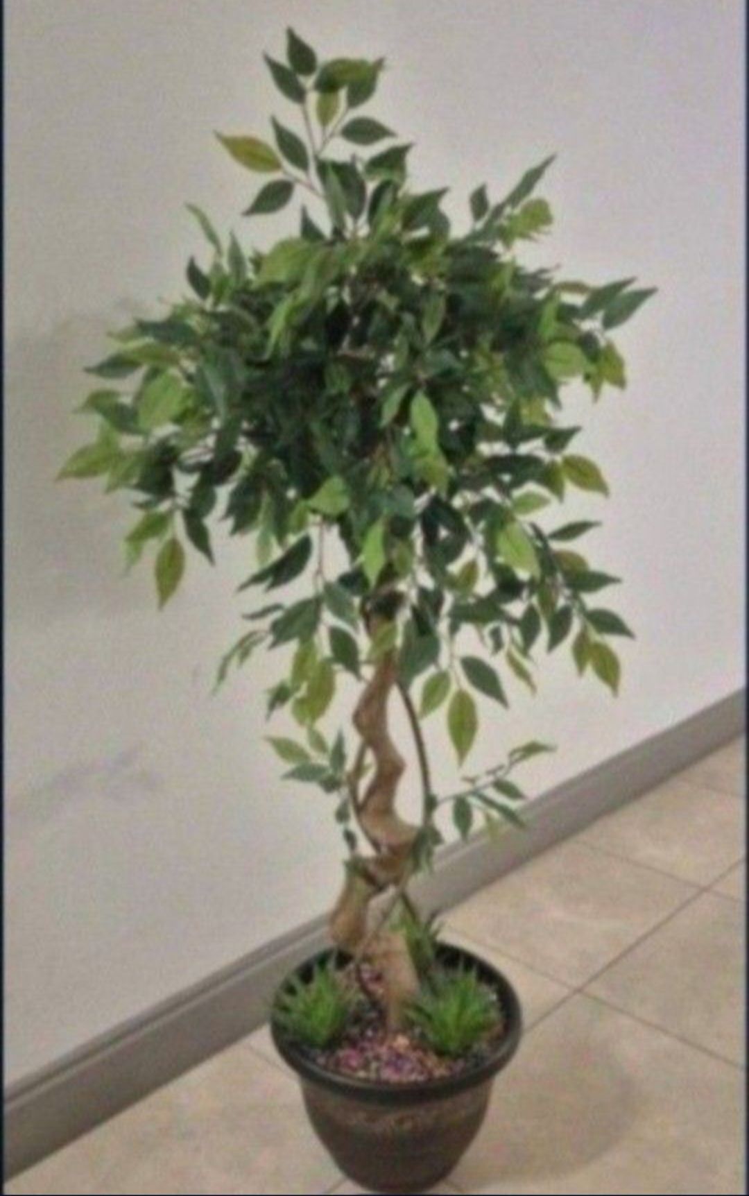 54" Faux Ficus Tree Topped with Bohemian Rainbow Stone / Succulent Greenery in a 12" Resin Planter @ Lasting Creations
