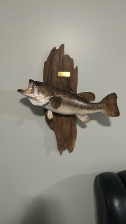 Largemouth Bass Fish Taxidermy Wall Mount