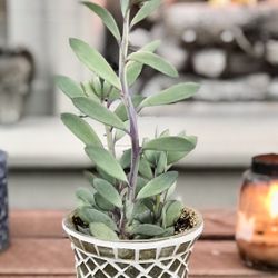 $9 Vertical Leaf Senecio Succulent plant