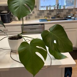 Health Monstera Plant In White Pot