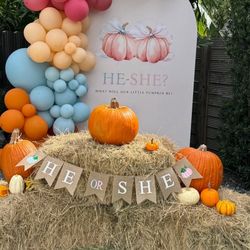 Gender Reveal Pumpkin Theme Backdrop..