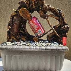 Old Japanese Cherry Blossom Bonsai Tree