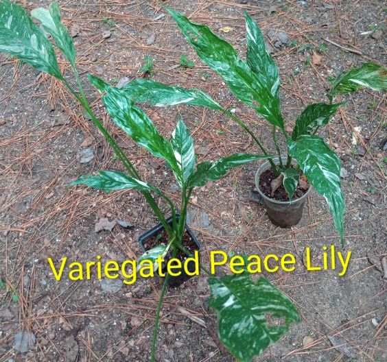 Variegated Peace Lily Plants (pls Read Description Below)