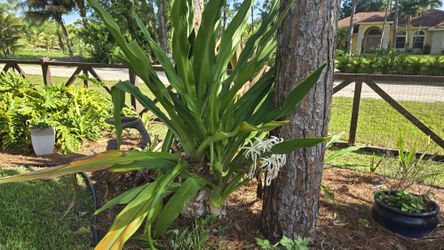 Giant Crinum Lily