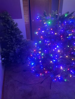 Colorado spruce