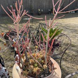Succulent Bowl
