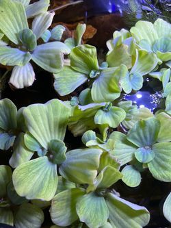 Live Water Lettuce Floating Aquarium Plants