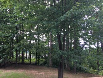 TREES I DO NOT WANT!! BIG OAKS & OTHERS