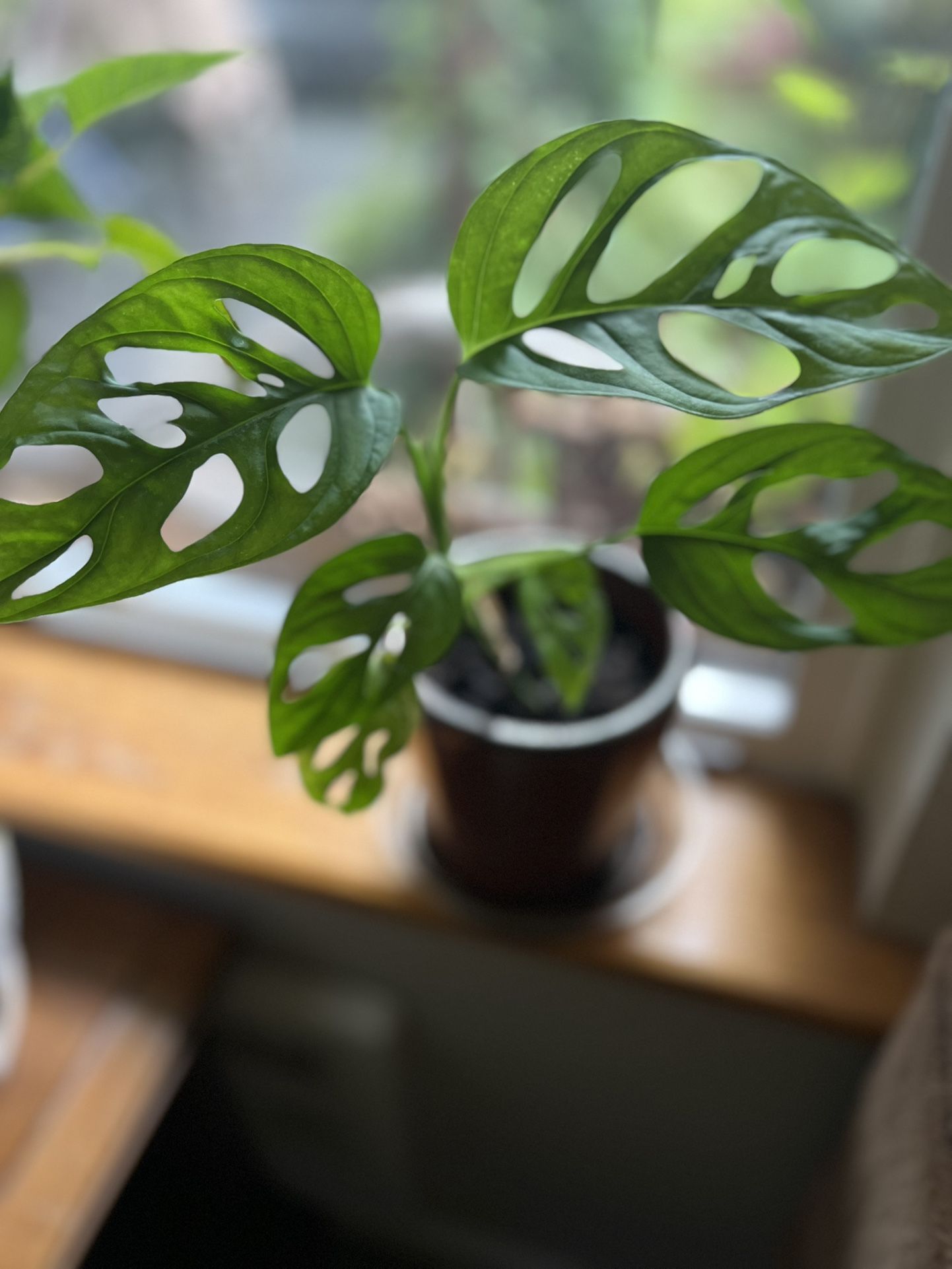 Swiss Cheese (Monstera) houseplant