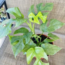 Mini Monstera Plants