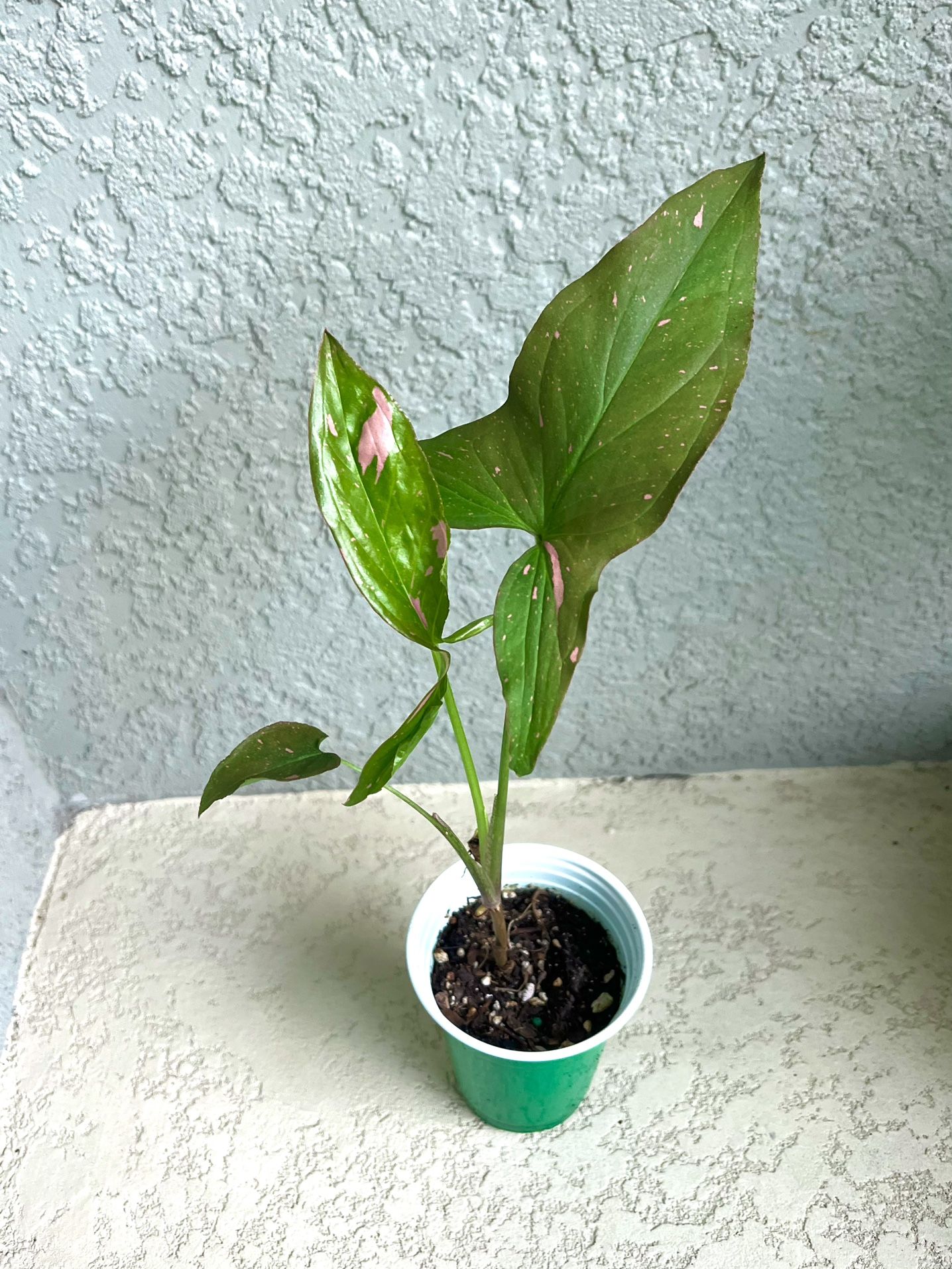 Syngonium Pink Splash Plant