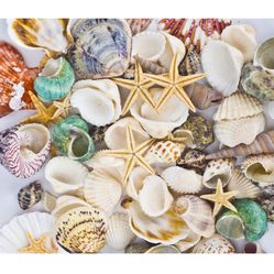 Sea Shells Mixed Beach Seashells Starfish for Beach Theme Party Wedding Decorations DIY Crafts