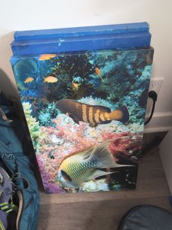Aquatic Canvas Prints