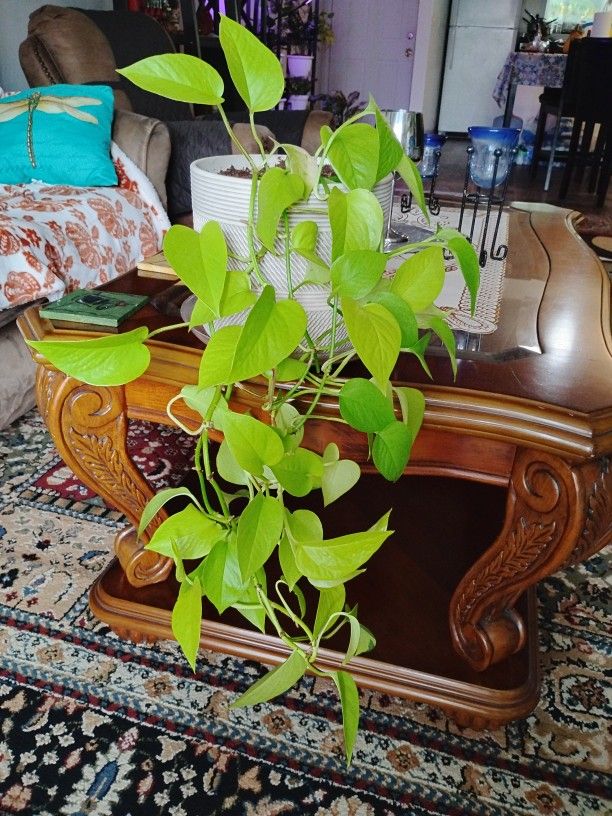 Plant 
