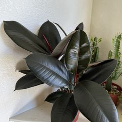 ♥️SUPER HEALTHY♥️Burgundy Rubber Tree🙏PLS Read Description  