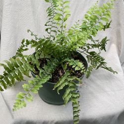HERMOSAS PLANTAS NATURALES “FERN PLANT 