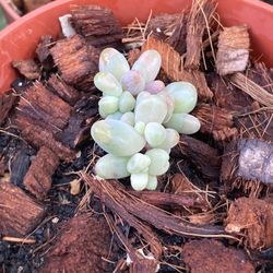 MOONSTONES PACHYPHYTUM