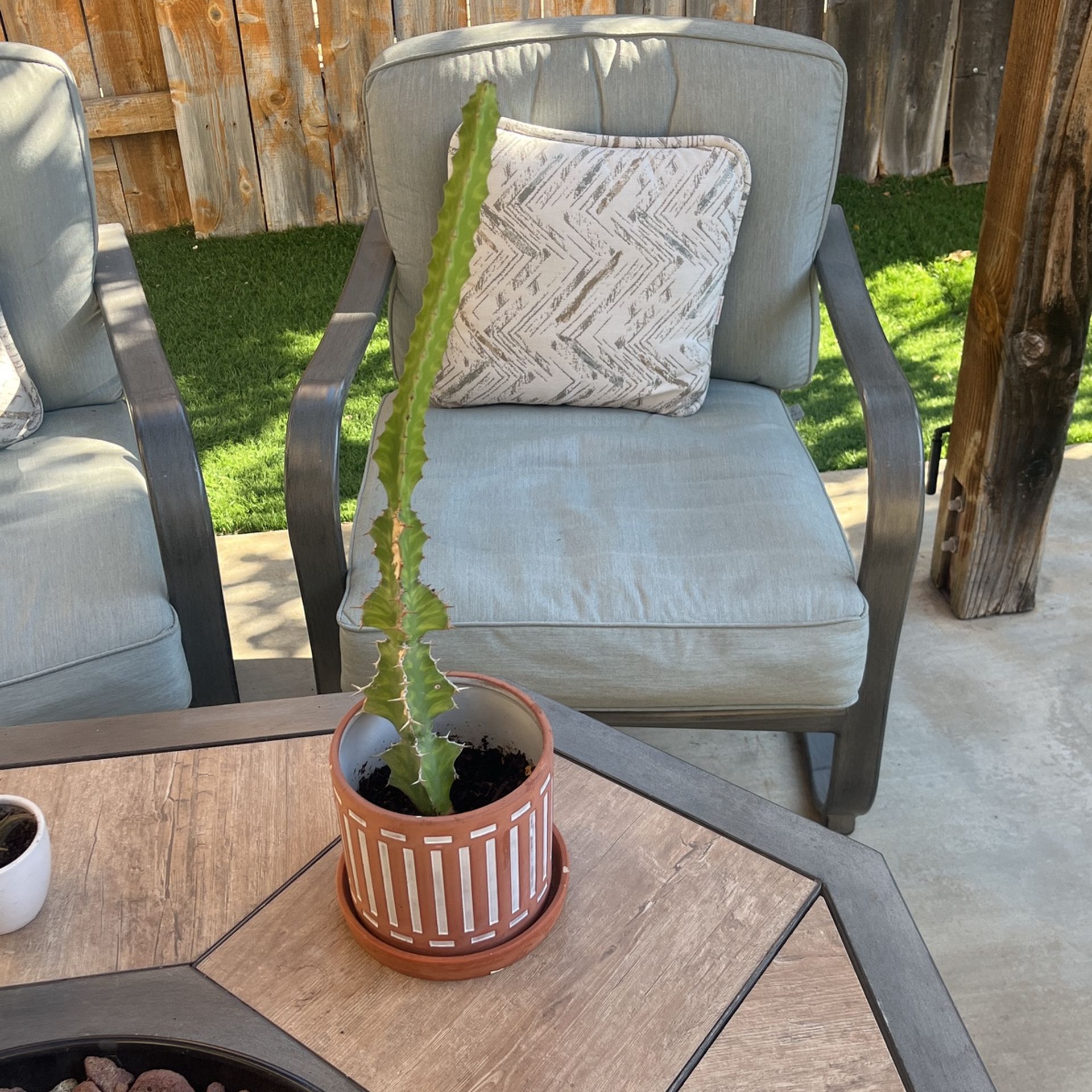 Cactus π΅ Plant πͺ΄