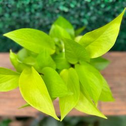 4” Neon Pothos