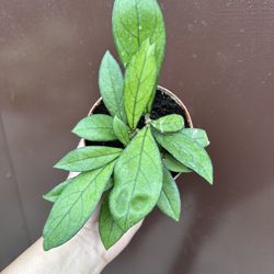 4” Hoya Crassipetiolata