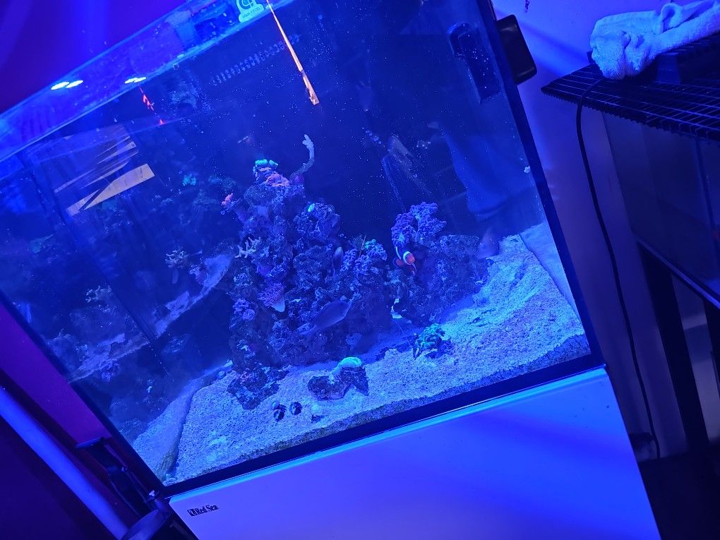 Fish Tank