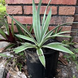Agave Plant