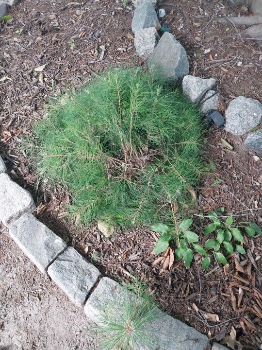 PINE TREES
