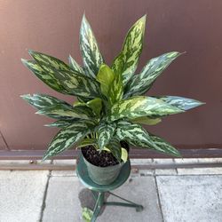 aglaonema tigress 6” pot