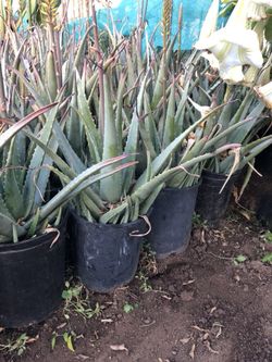 Aloe Vera/Sábila Plants