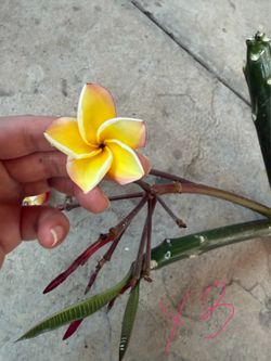 Cutting plumeria