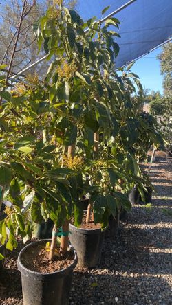 Fruit Trees